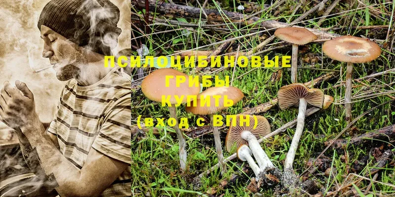 mega   Демидов  Галлюциногенные грибы Cubensis 